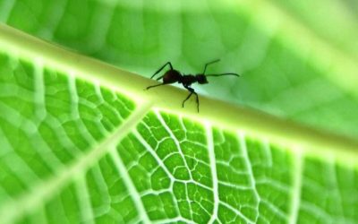 Understanding Insecticides