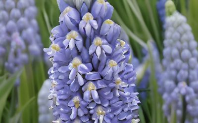 Fall Bulbs – What Should I Know?