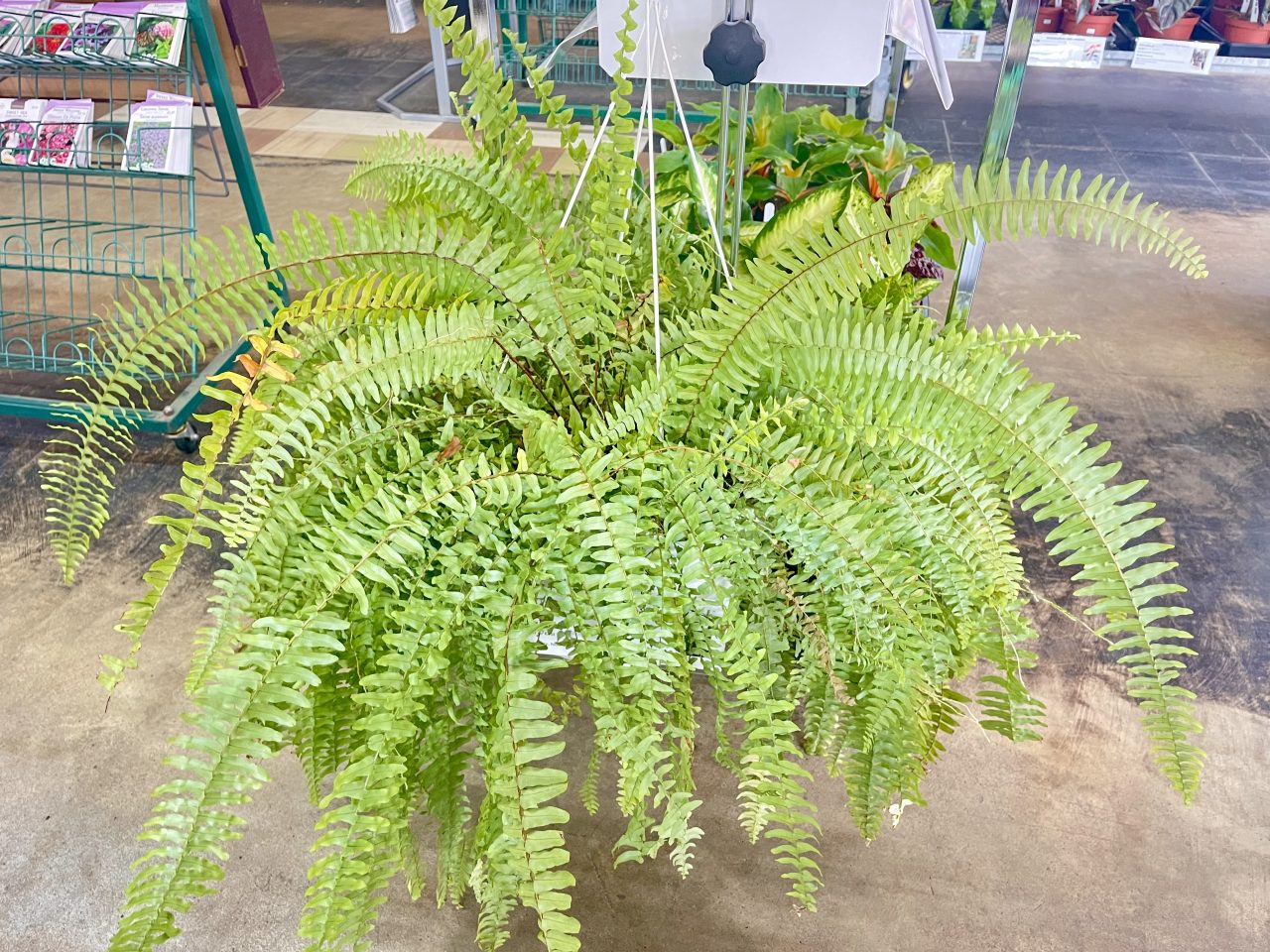 Boston Fern 40cm House Plants Delivered