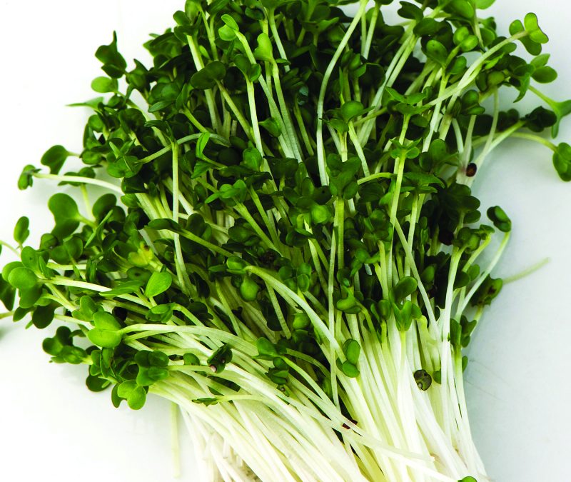 Sprouts vs Microgreens: What’s the Difference?